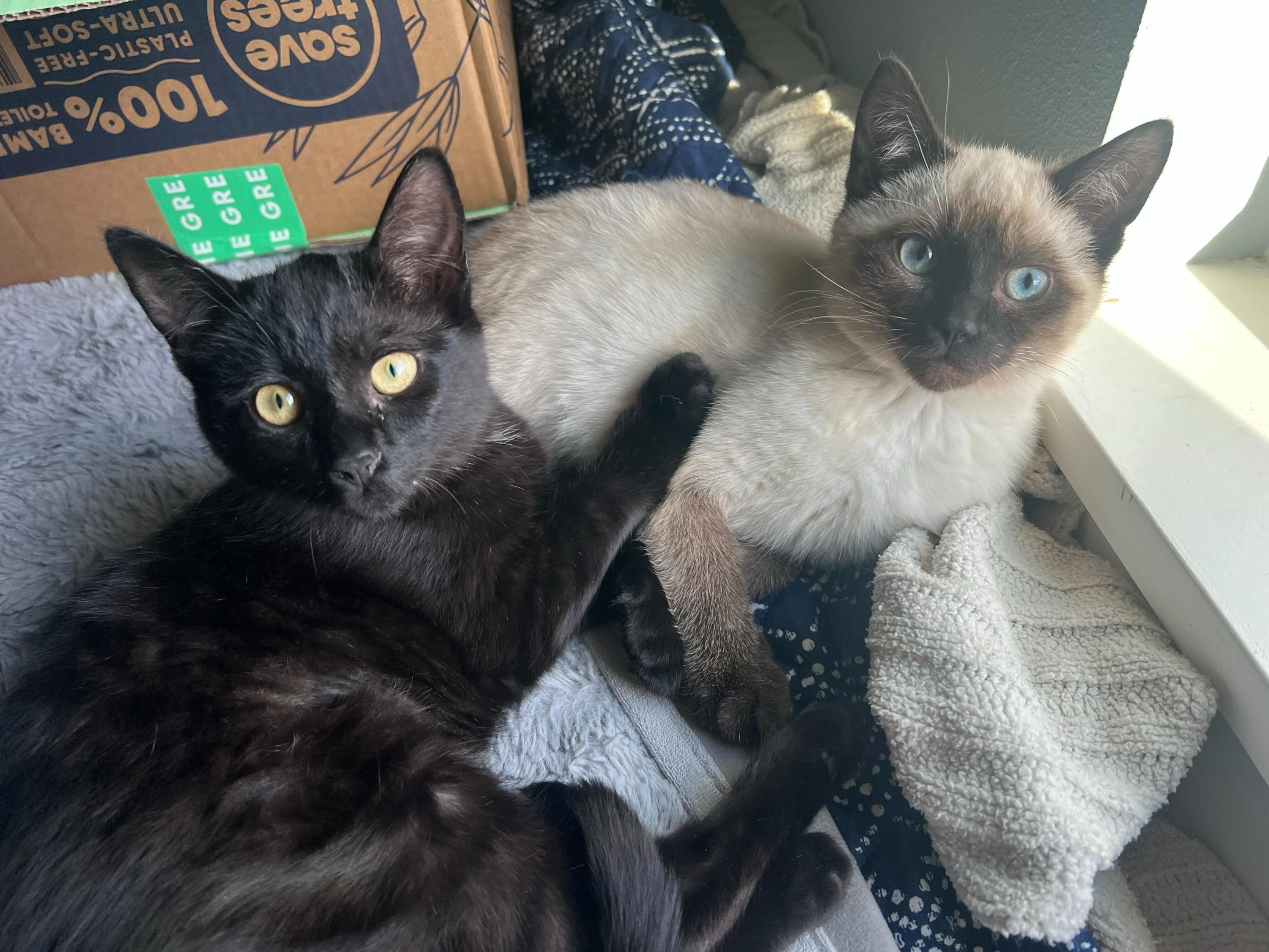 Coffee and Cream, adopted, Kitten Female Domestic Short Hair.