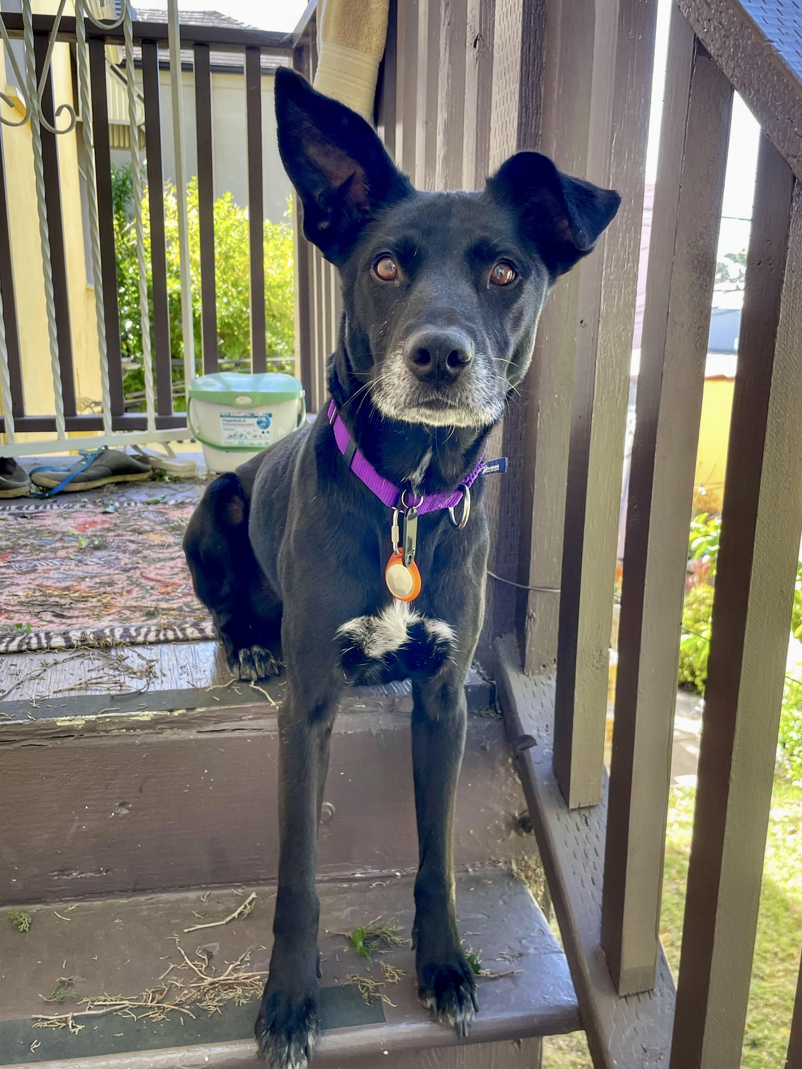 Enlarge Marty, a ADOPTABLE mixed breed in Los Angeles, CA image 4/6