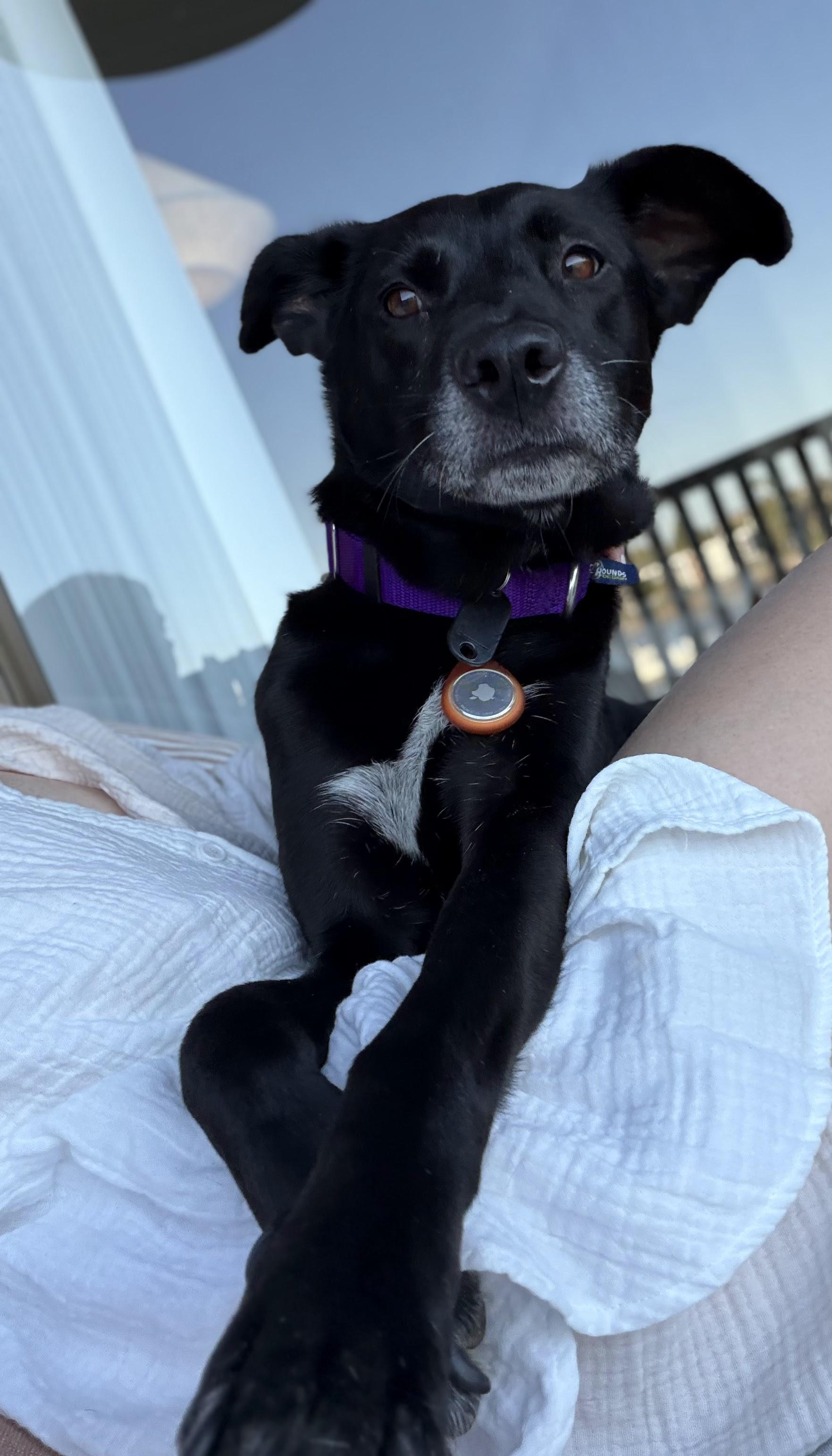 Enlarge Marty, a ADOPTABLE mixed breed in Los Angeles, CA image 3/6