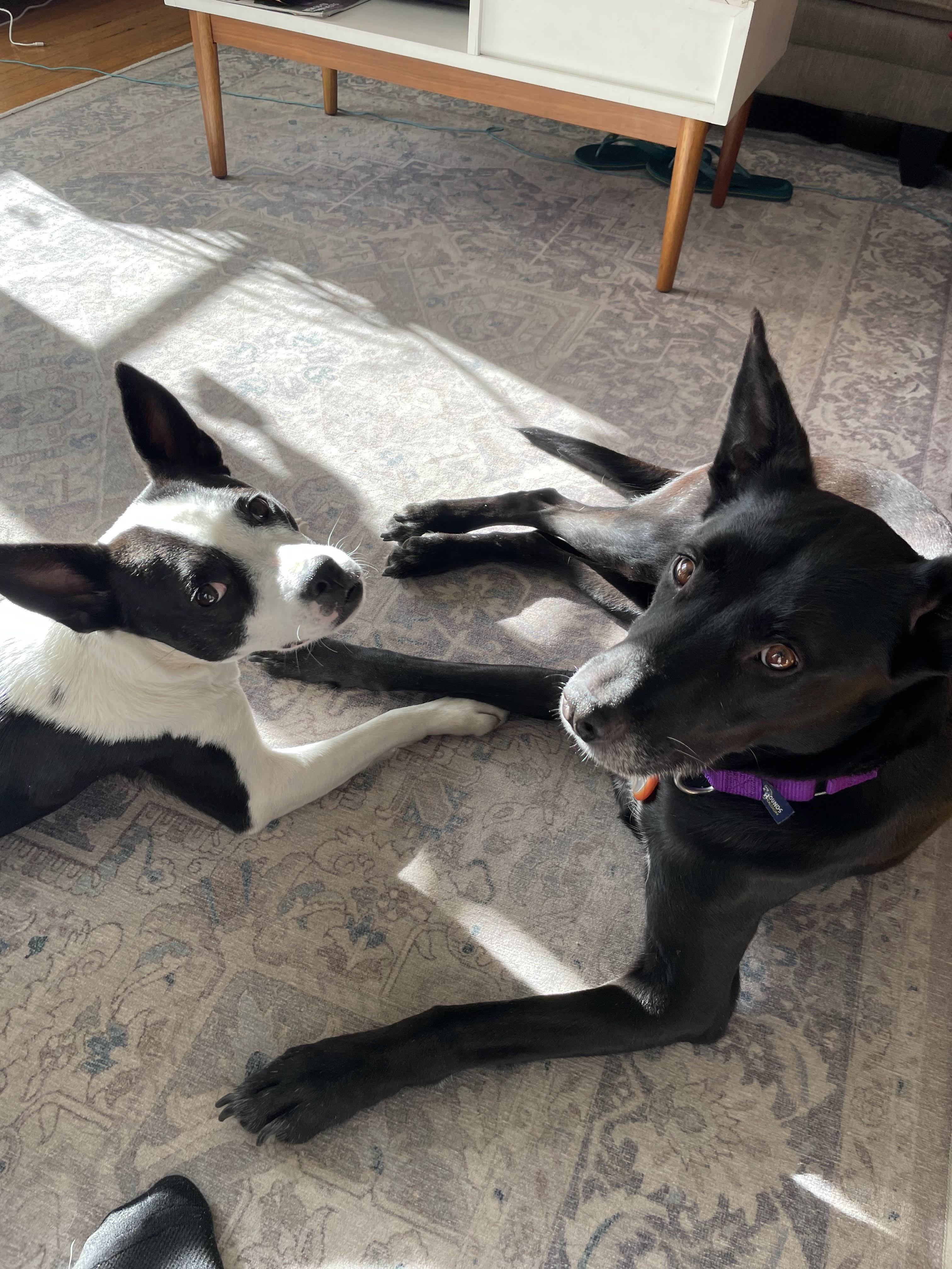 Enlarge Marty, a ADOPTABLE mixed breed in Los Angeles, CA image 2/6