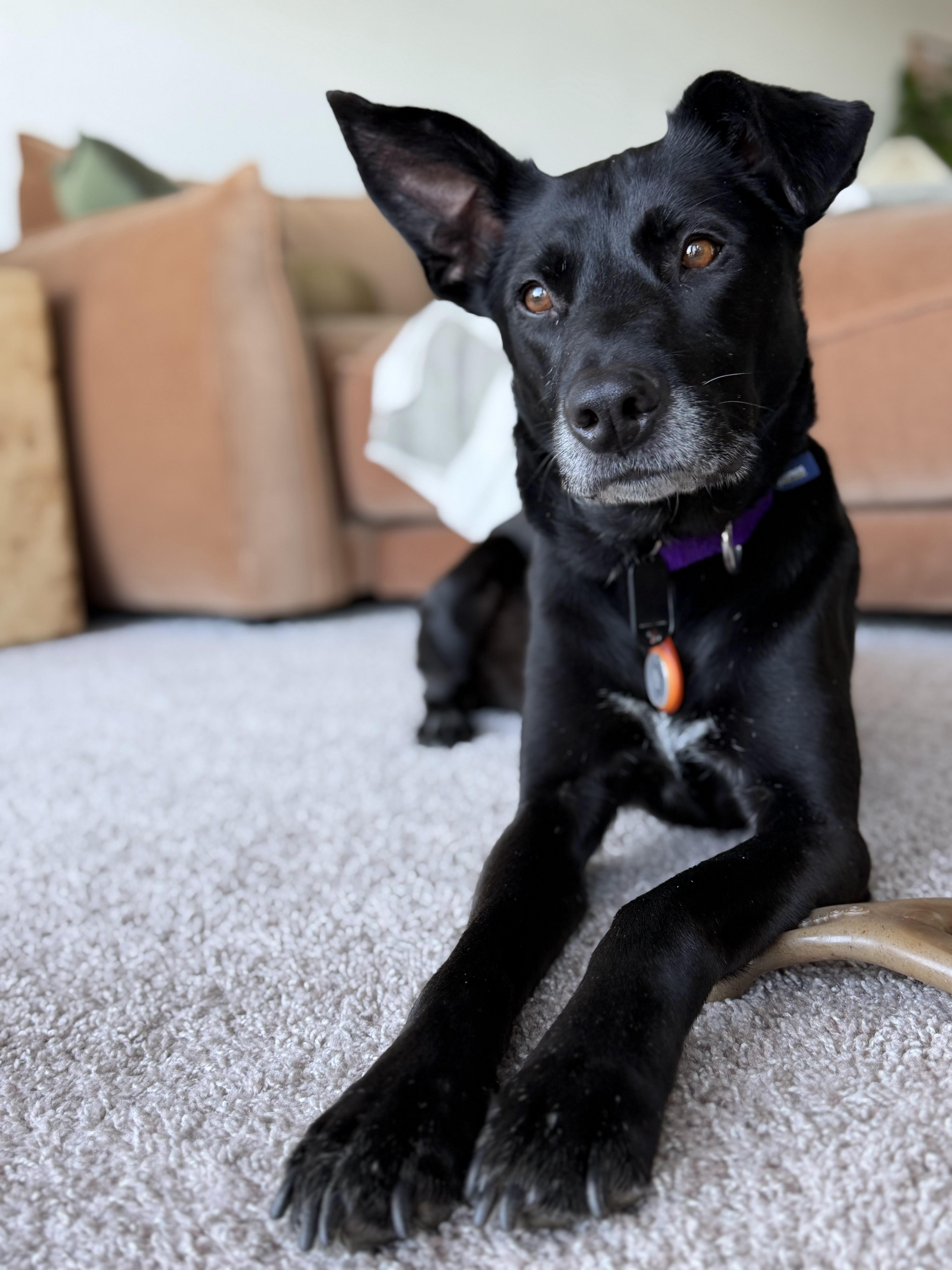 Marty, ADOPTABLE, Adult Male Labrador Retriever & Border Collie.