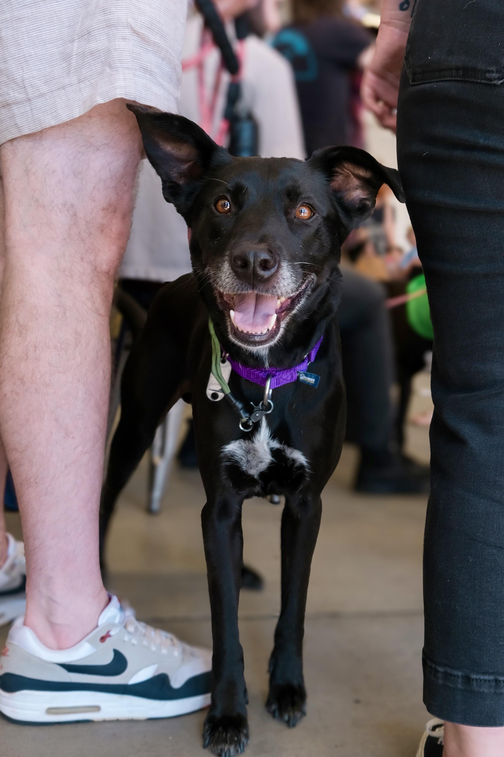Enlarge Marty, a ADOPTABLE mixed breed in Los Angeles, CA image 5/6