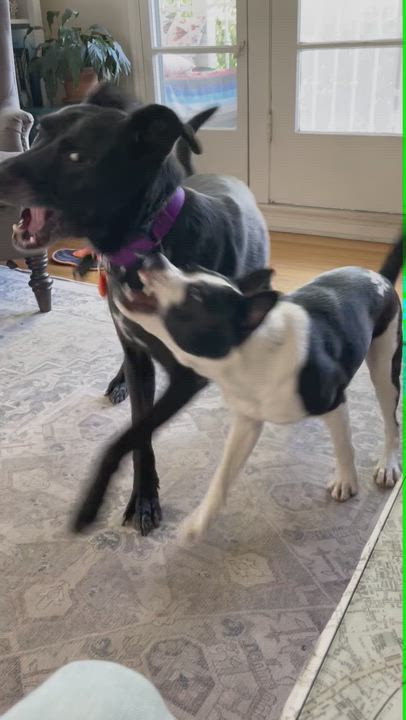 Enlarge Marty, a ADOPTABLE mixed breed in Los Angeles, CA video 6/6