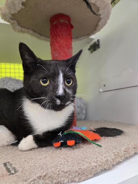 Max, Adoptable, Young Male Domestic Short Hair.