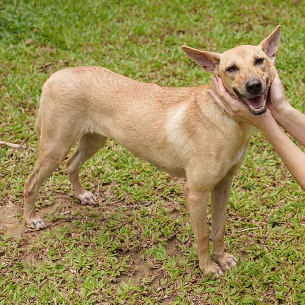 MATASURAT “Mattie” , adopted, Adult Female Mixed Breed.