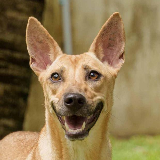 Enlarge MATASURAT “Mattie” , an adopted mixed breed in Stamford, CT image 4/6