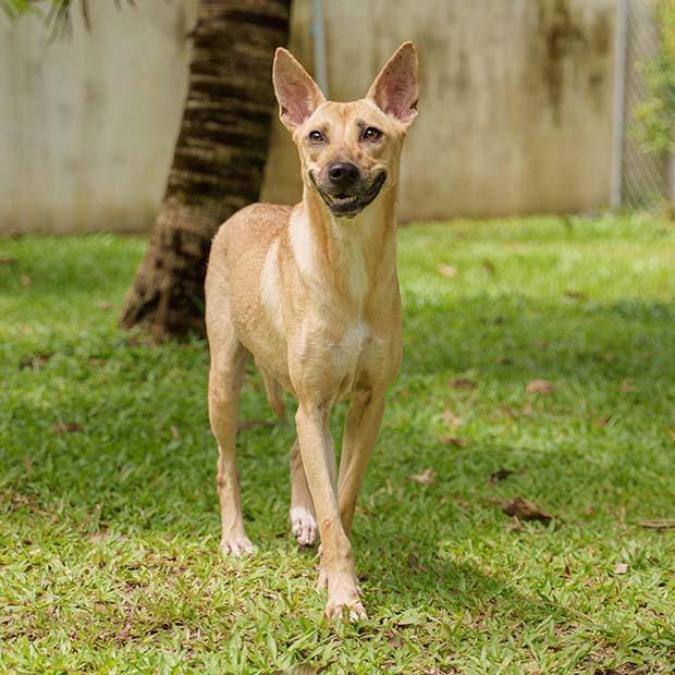 Enlarge MATASURAT “Mattie” , an adopted mixed breed in Stamford, CT image 5/6