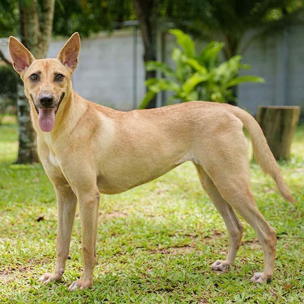 Enlarge MATASURAT “Mattie” , an adopted mixed breed in Stamford, CT image 6/6
