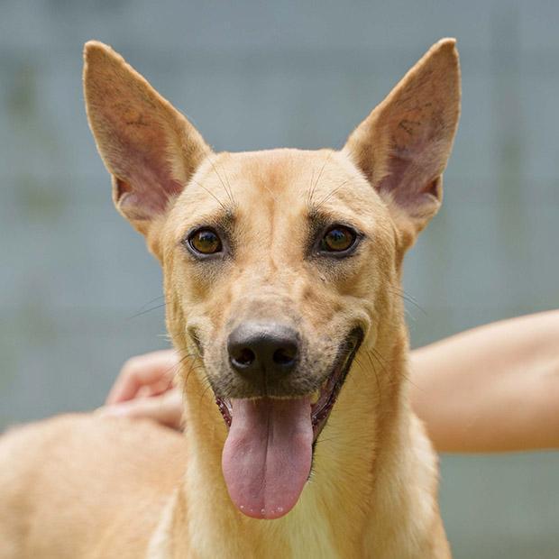 Enlarge MATASURAT “Mattie” , an adopted mixed breed in Stamford, CT image 2/6