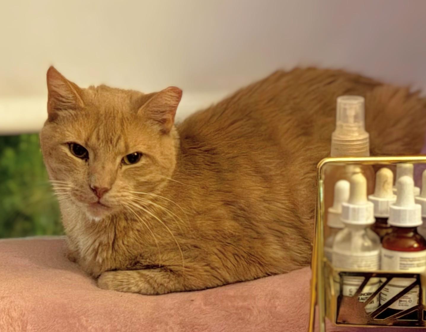 Twin, a Adoptable Domestic Short Hair in Melrose, MA image 4/6