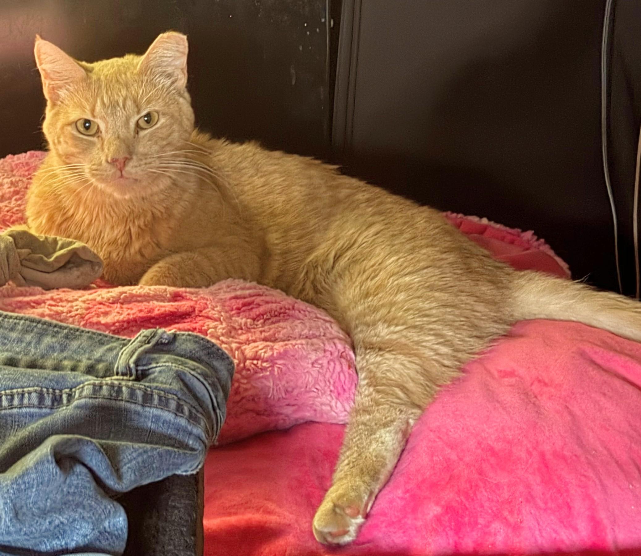 Twin, a Adoptable Domestic Short Hair in Melrose, MA image 5/6