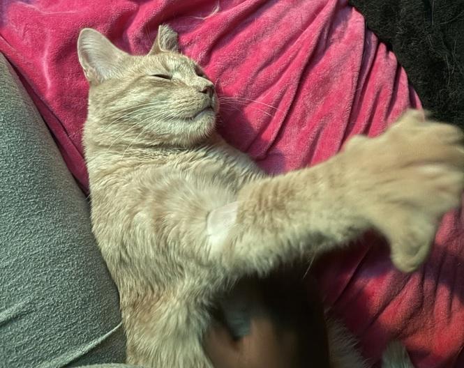 Twin, Adoptable, Adult Male Domestic Short Hair.