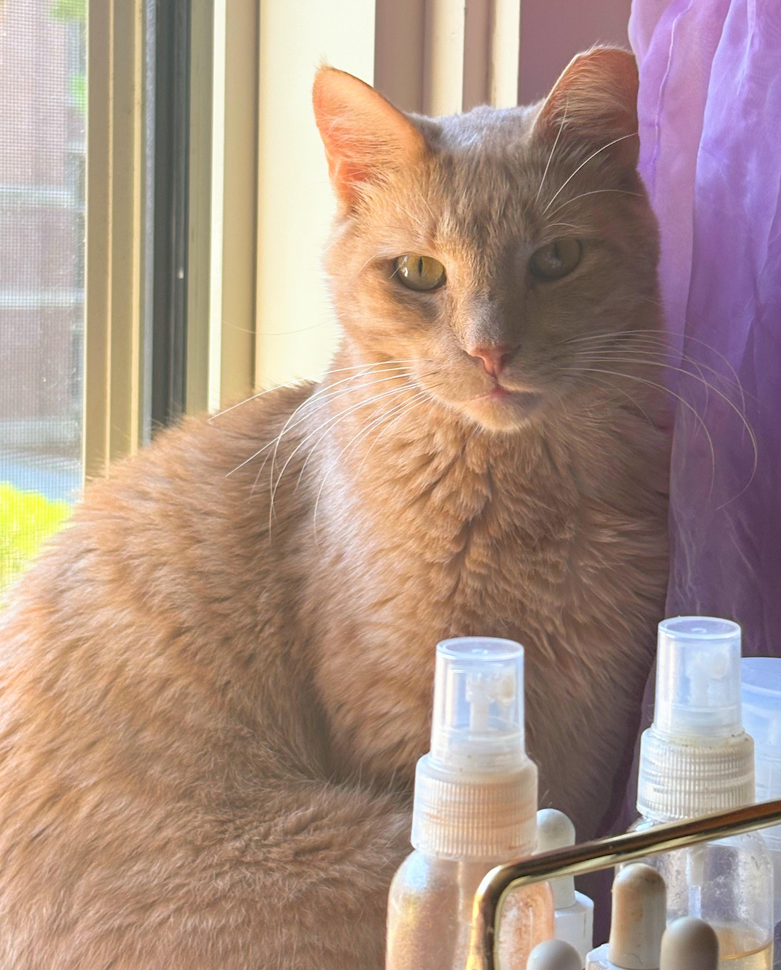 Twin, a Adoptable Domestic Short Hair in Melrose, MA image 3/6