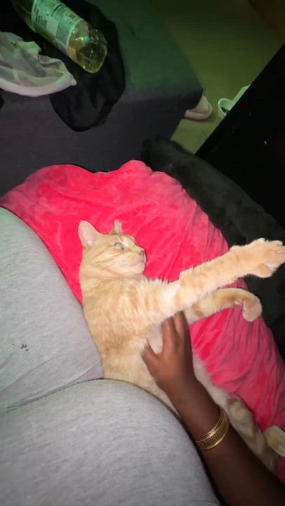 Enlarge Twin, a Adoptable Domestic Short Hair in Melrose, MA video 2/6