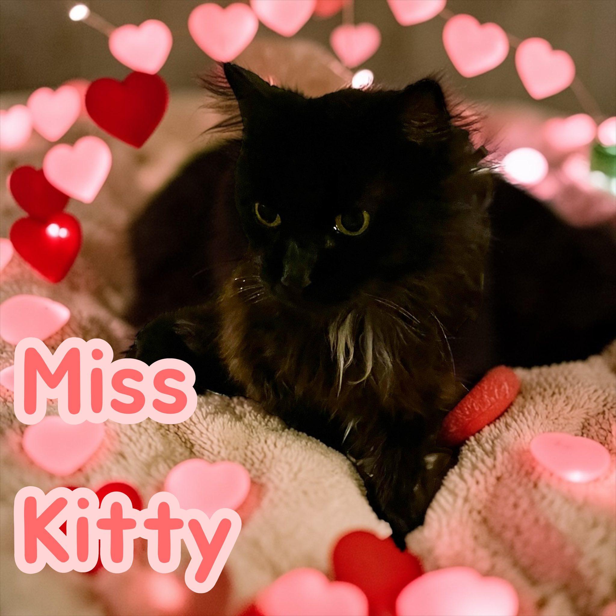 Miss Kitty — thumbnail 2