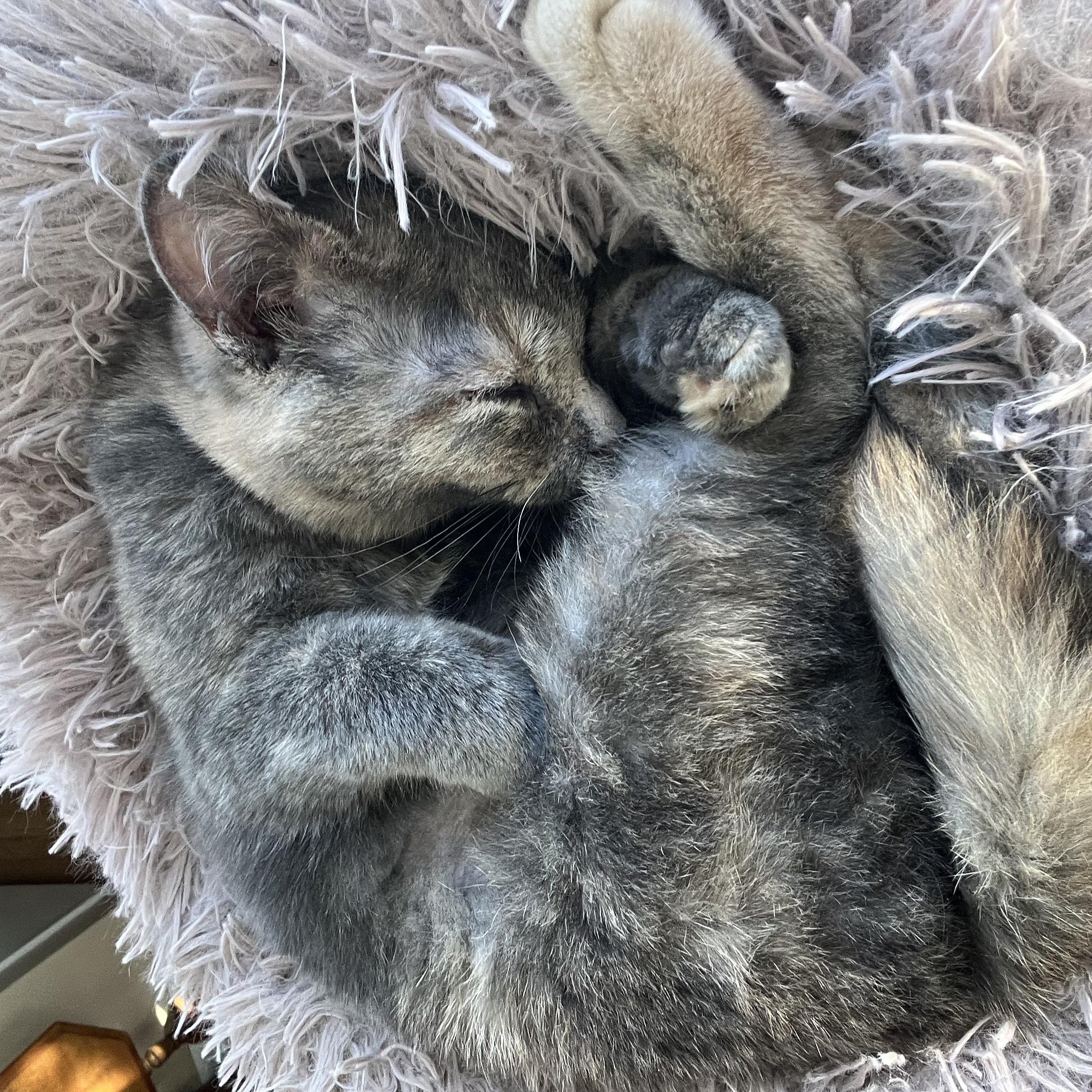 Enlarge Callie Mae , a ADOPTABLE Domestic Short Hair in Watertown, WI image 3/3