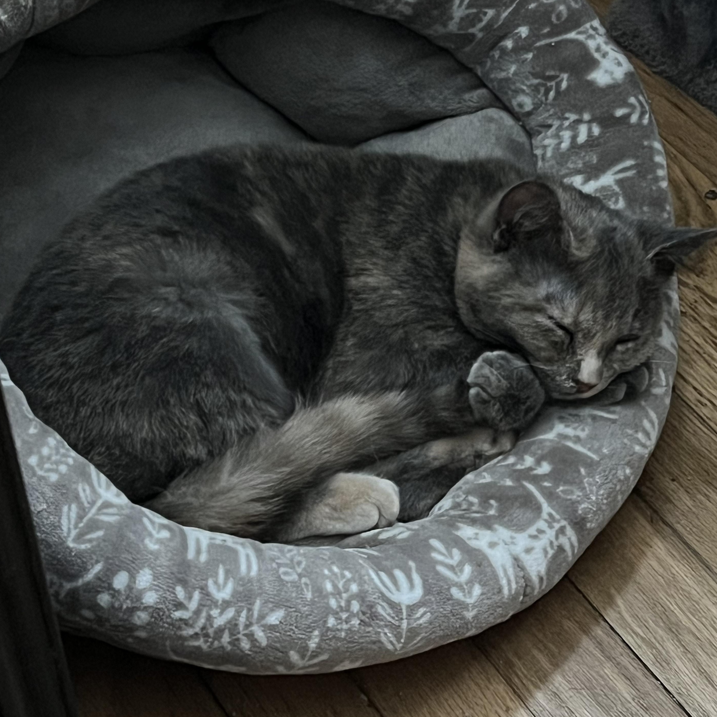 Callie Mae , ADOPTABLE, Kitten Female Domestic Short Hair.