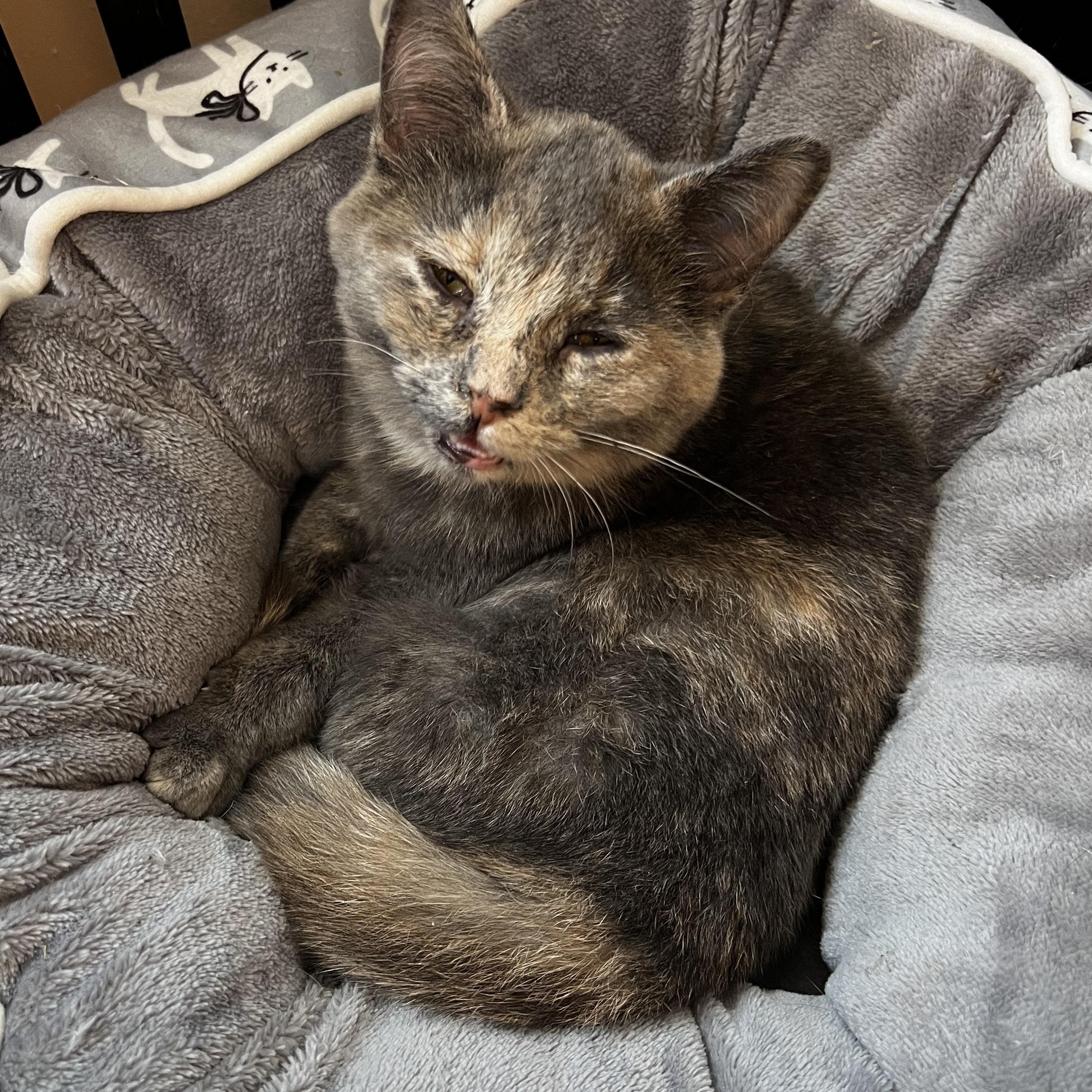 Enlarge Callie Mae , a ADOPTABLE Domestic Short Hair in Watertown, WI image 2/3