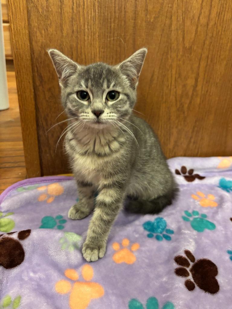 Sitka, Adoptable, Kitten Female Domestic Short Hair.