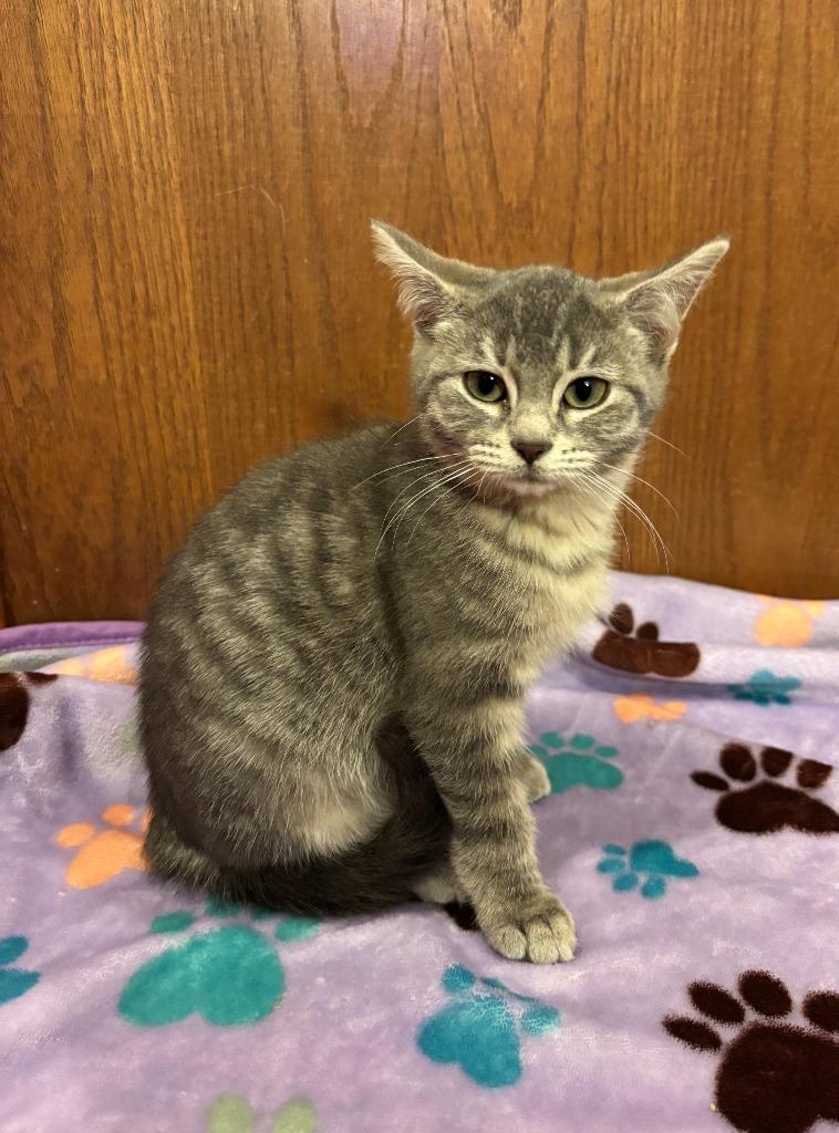 Enlarge Sitka, a Adoptable Domestic Short Hair in Cloquet, MN image 2/2