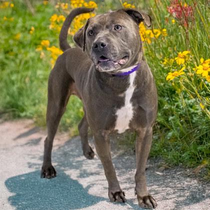 Enlarge Frankie, a Adoptable mixed breed in Camano Island, WA image 1/3