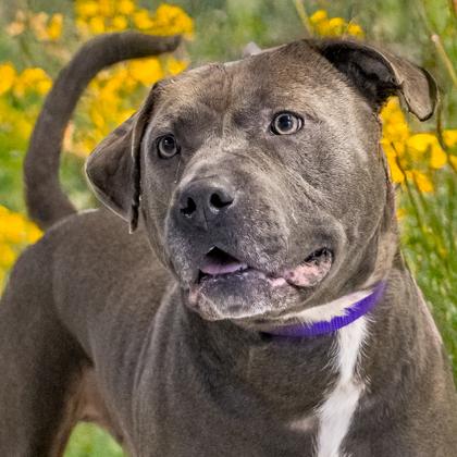 Frankie (In Foster), Adoptable, Adult Male American Staffordshire Terrier & Mixed Breed.