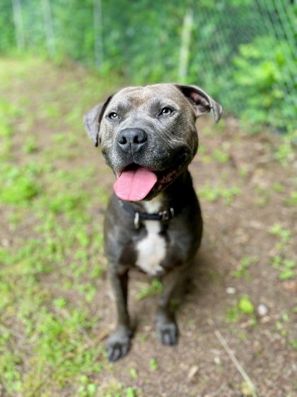 Frankie (In Foster), Adoptable, Adult Male American Staffordshire Terrier & Mixed Breed.