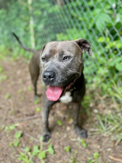 Frankie (In Foster), a Adoptable mixed breed in Camano Island, WA image 2/3