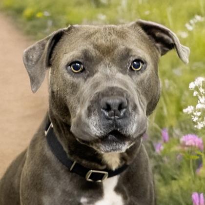 Frankie (In Foster), a Adoptable mixed breed in Camano Island, WA image 3/3