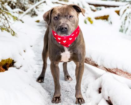 Frankie, a Adoptable mixed breed in Camano Island, WA image 1/2