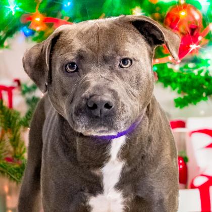 Enlarge Frankie, a Adoptable mixed breed in Camano Island, WA image 3/3