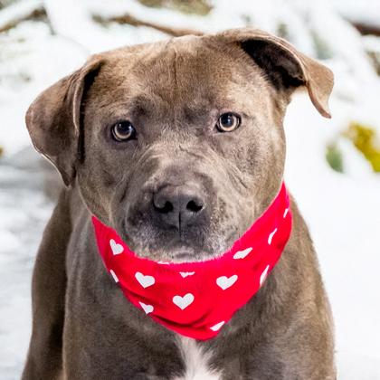 Frankie, a Adoptable mixed breed in Camano Island, WA image 2/2