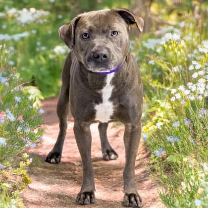 Frankie (In Foster), a Adoptable mixed breed in Camano Island, WA image 2/3