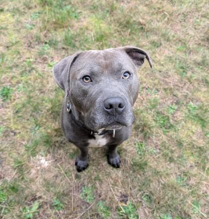 Frankie (In Foster), a Adoptable mixed breed in Camano Island, WA image 3/3