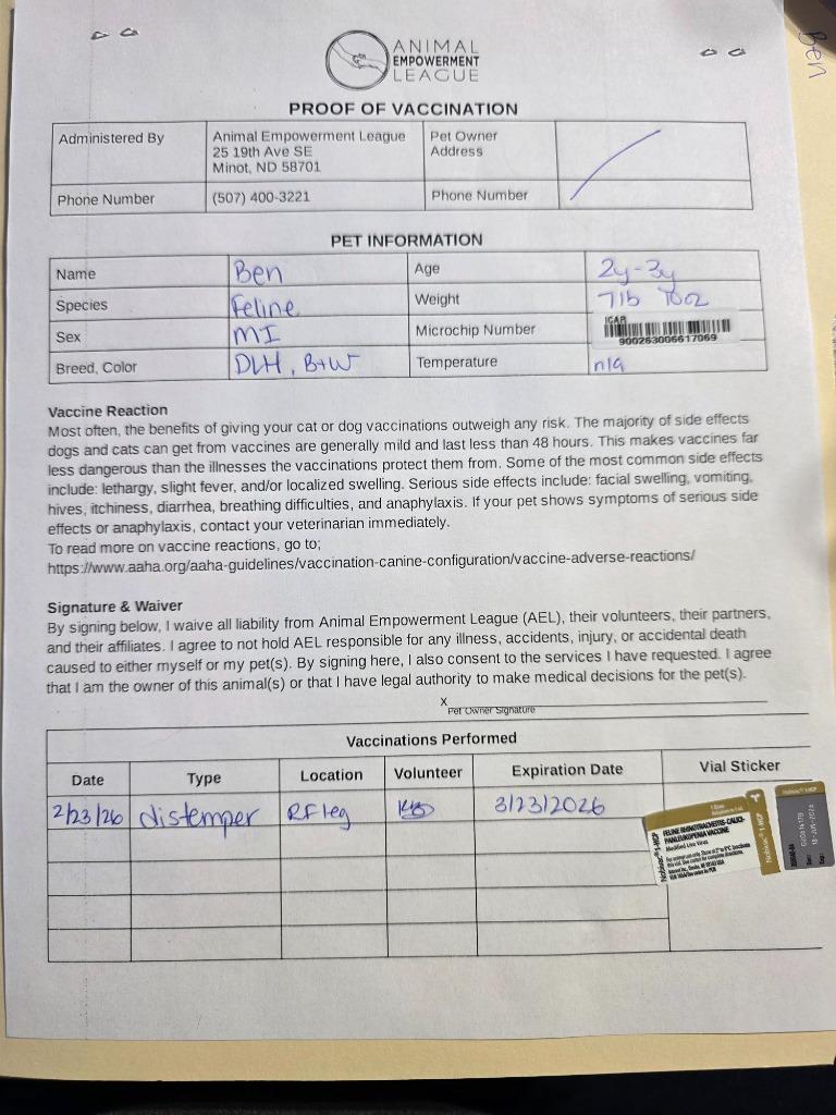 Ben, Adoptable, Adult Male Domestic Long Hair.