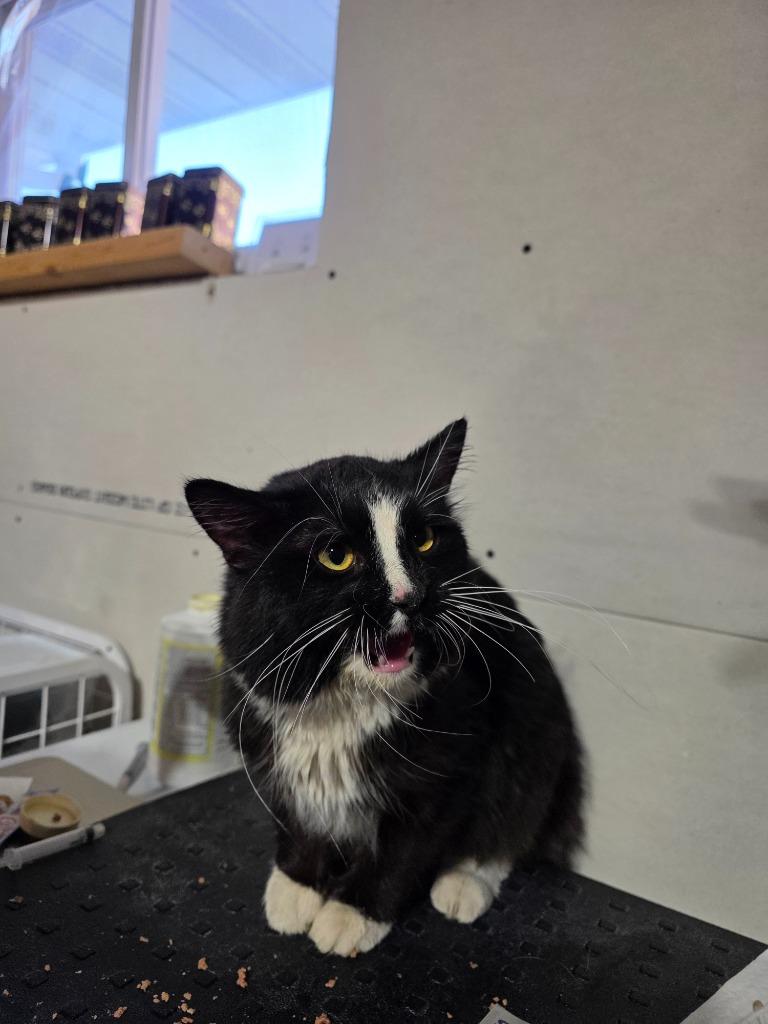 Enlarge Ben, a Adoptable mixed breed in Minot, ND image 2/3