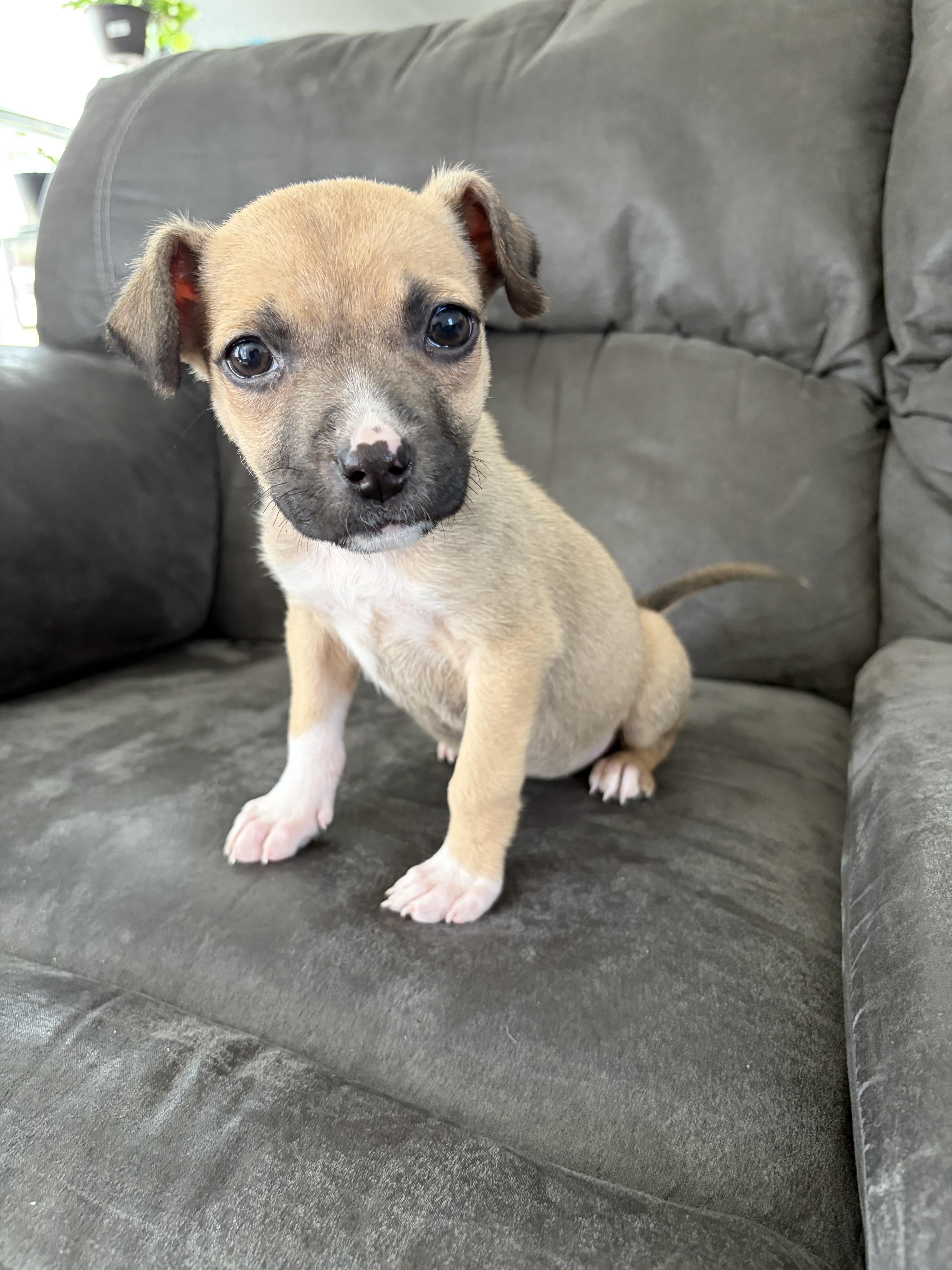 Enlarge Miricle , an adopted mixed breed in Sioux City, IA image 3/6