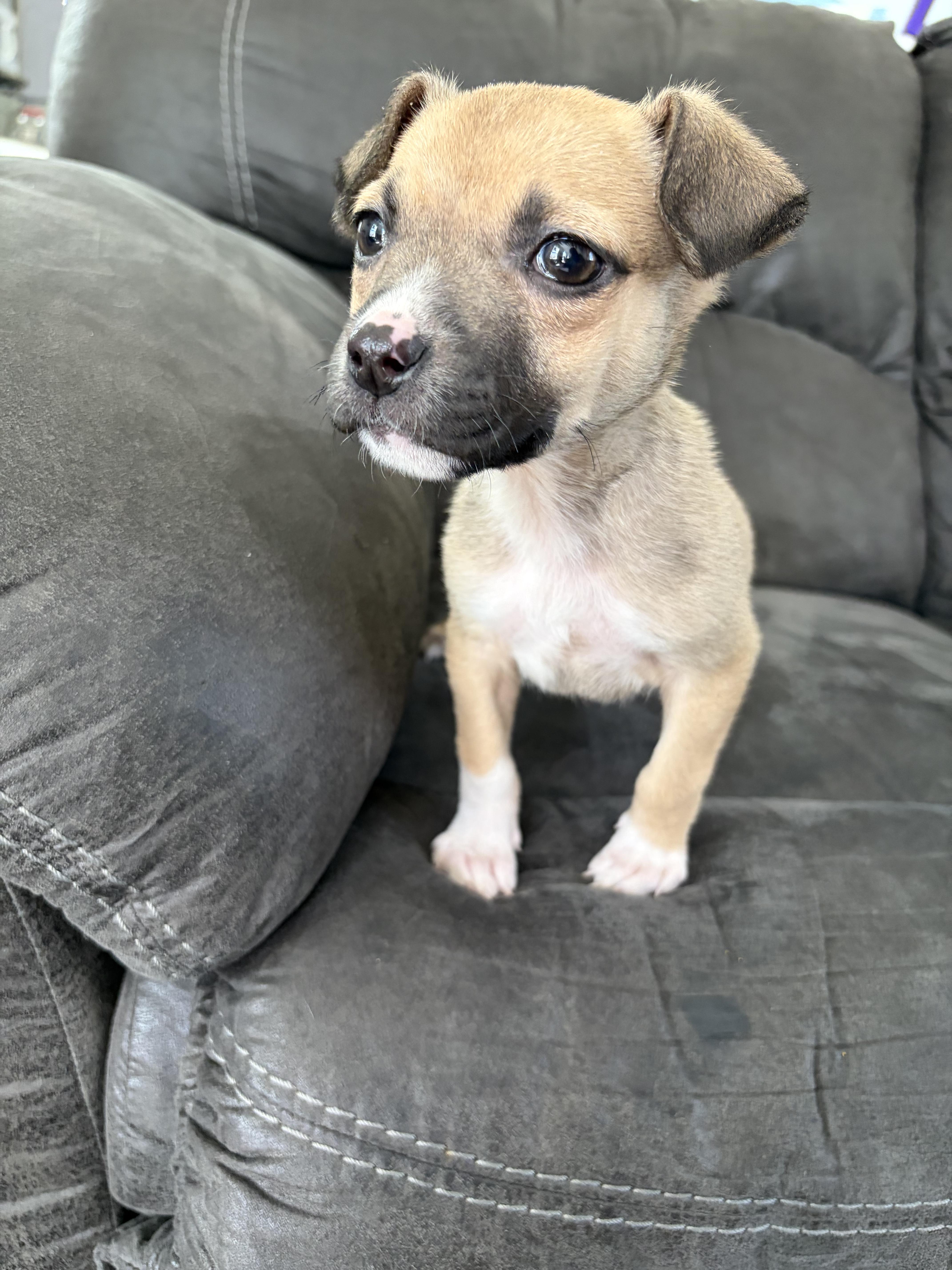 Enlarge Miricle , an adopted mixed breed in Sioux City, IA image 5/6