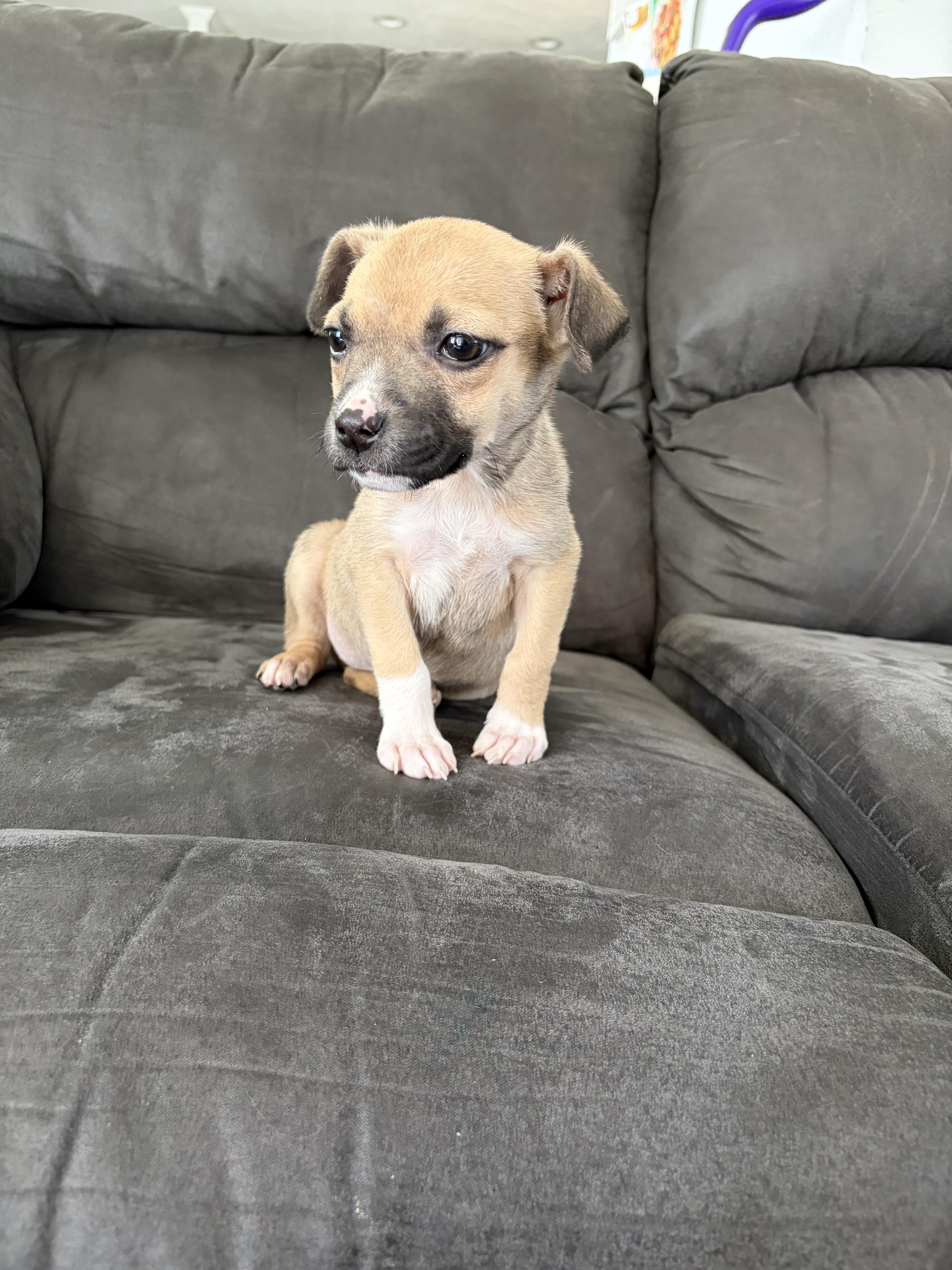 Enlarge Miricle , an adopted mixed breed in Sioux City, IA image 2/6