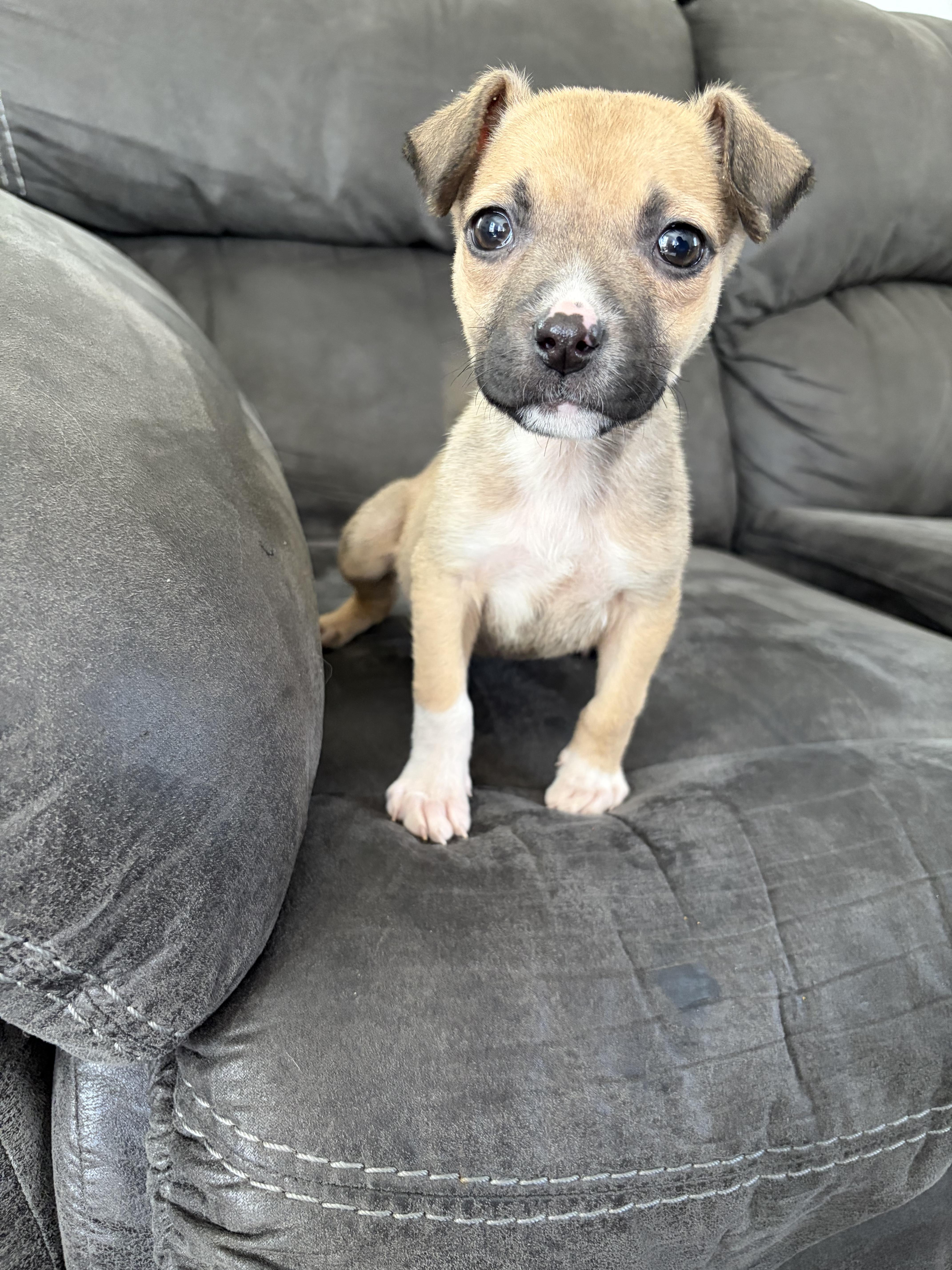 Enlarge Miricle , an adopted mixed breed in Sioux City, IA image 6/6