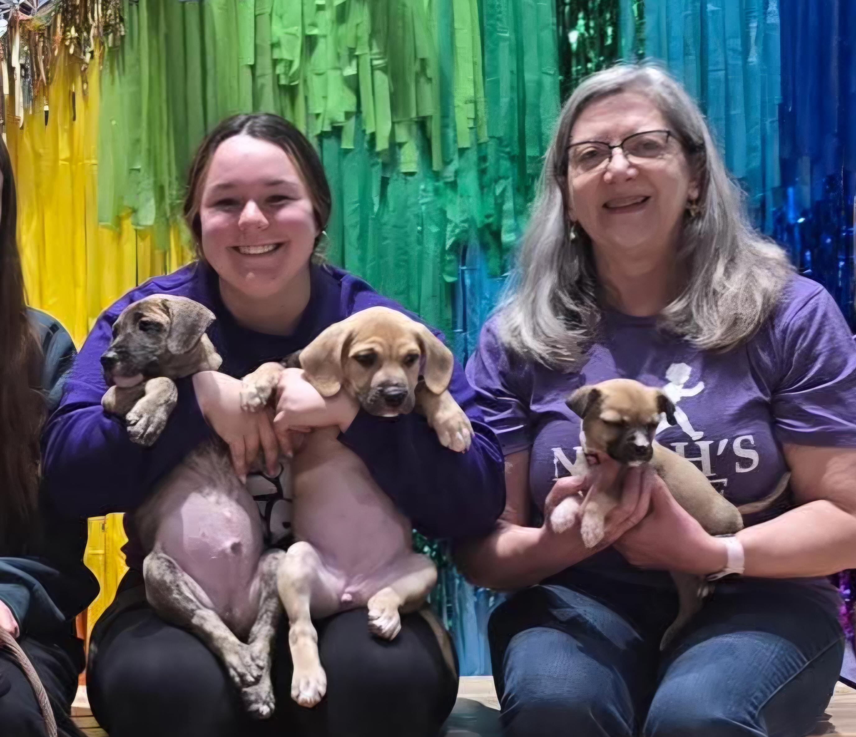 Enlarge Miricle , an adopted mixed breed in Sioux City, IA image 4/6