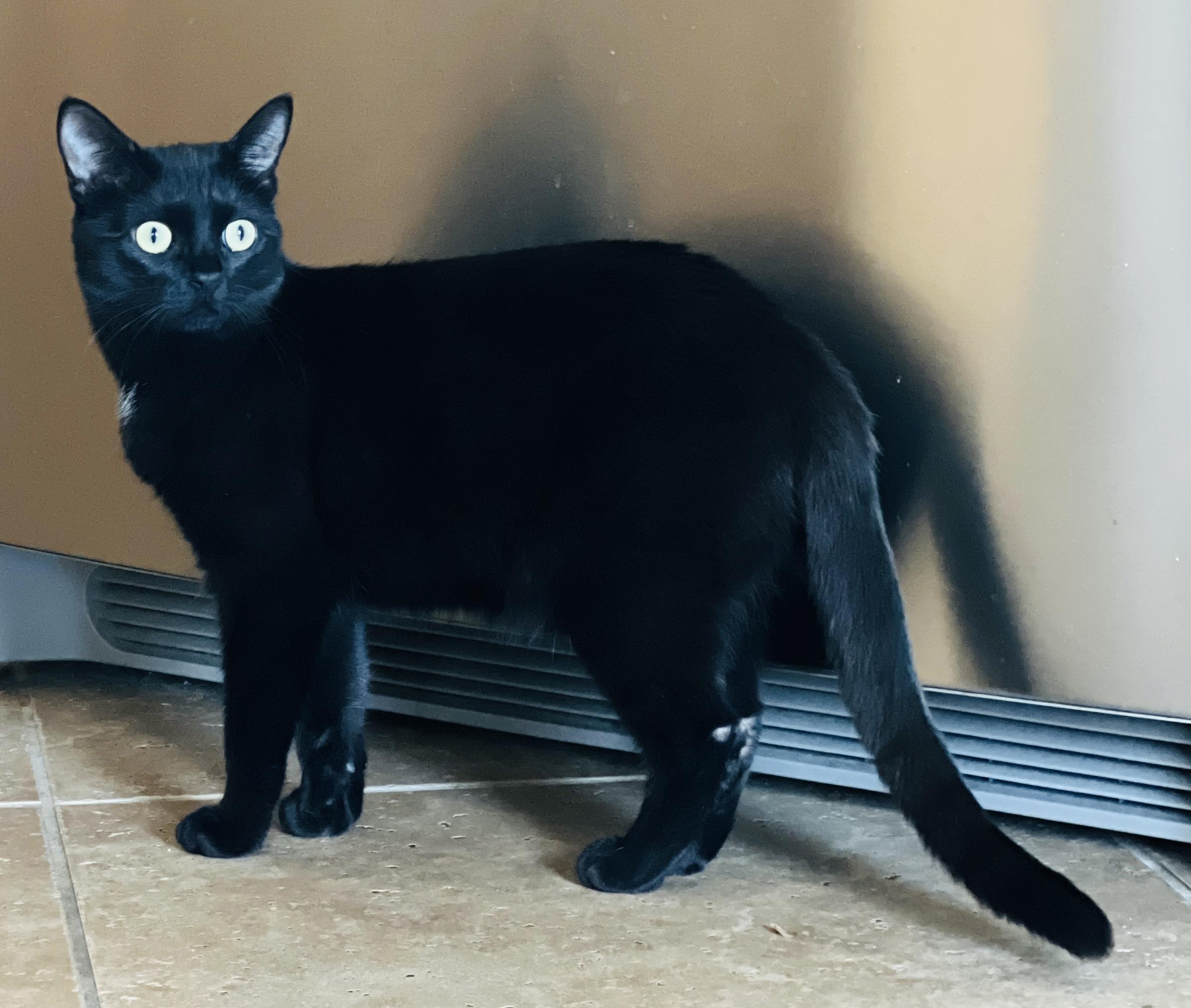 Enlarge Messi, a Adoptable Domestic Short Hair in Indio, CA image 3/4