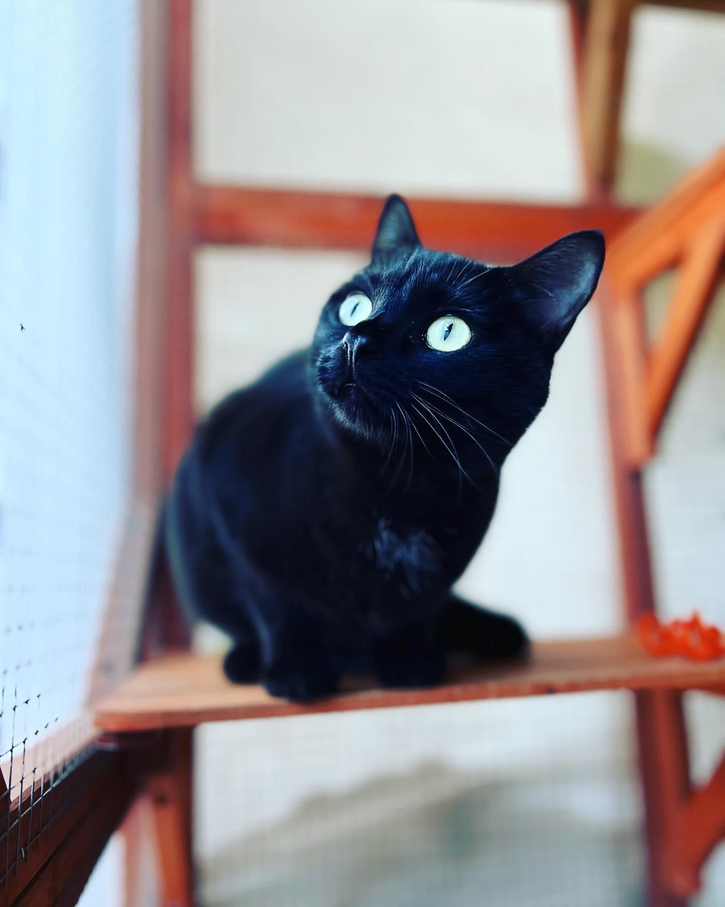 Enlarge Messi, a Adoptable Domestic Short Hair in Indio, CA image 1/4