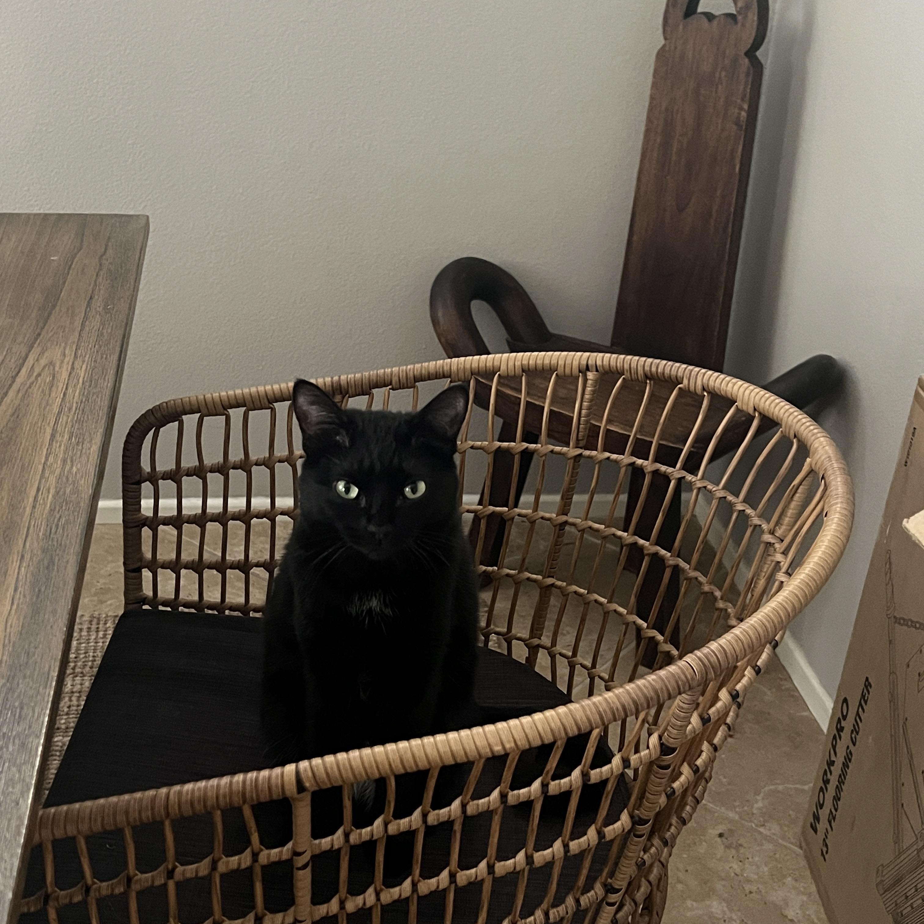 Enlarge Messi, a Adoptable Domestic Short Hair in Indio, CA image 4/4