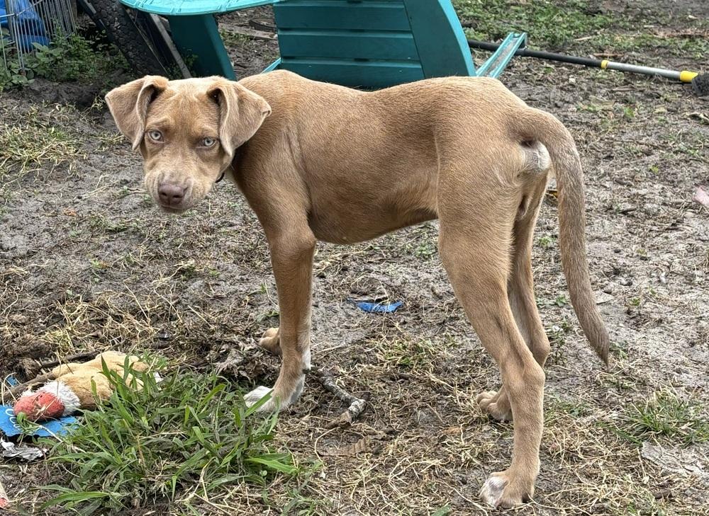 Merlin, Adoptable, Puppy Male Mixed Breed.