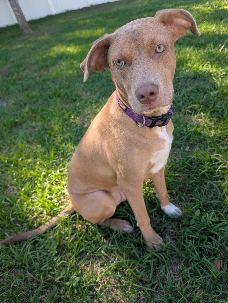 Merlin, a Adoptable mixed breed in Orlando, FL image 2/6