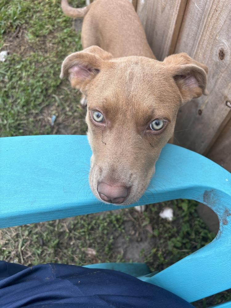 Merlin, a Adoptable mixed breed in Orlando, FL image 3/6