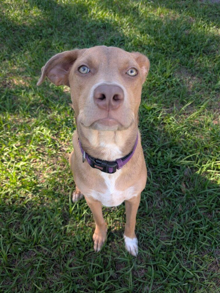 Merlin, a Adoptable mixed breed in Orlando, FL image 4/6