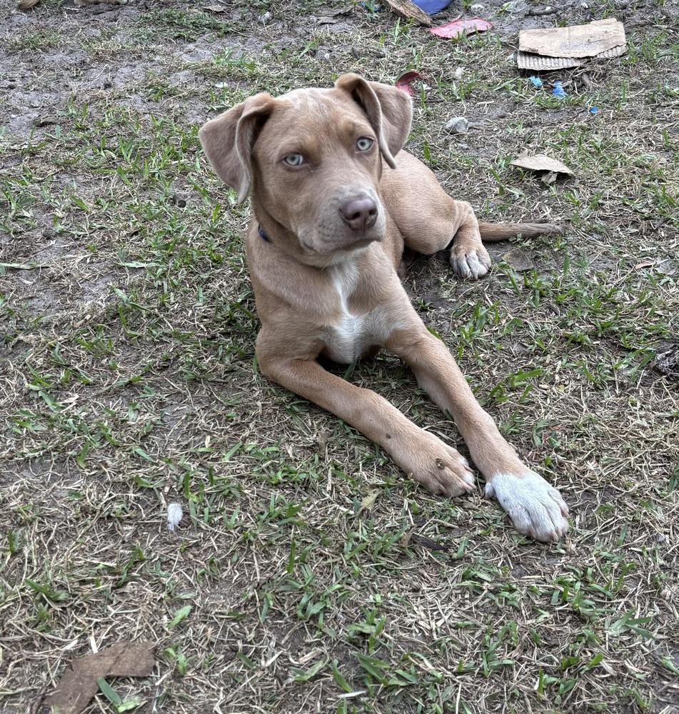 Merlin, a Adoptable mixed breed in Orlando, FL image 5/6