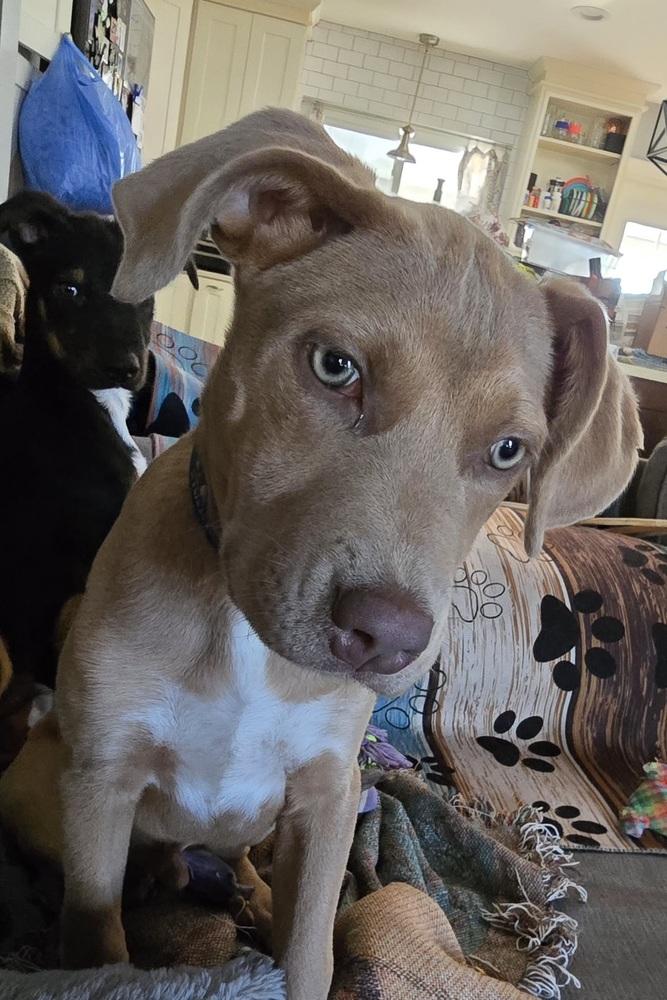 Merlin, a Adoptable mixed breed in Orlando, FL image 6/6